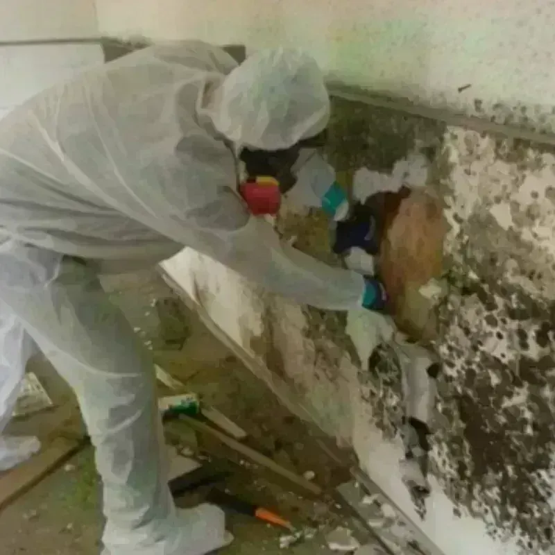 Mold Remediation and Removal in Musselshell County, MT